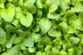 Young fresh oregano plant background, green leaves of origanum vulgare Royalty Free Stock Photo