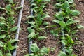 Young fresh organic spinach plants and drip irrigation system in a greenhouse Royalty Free Stock Photo