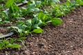 Young fresh organic spinach plants and drip irrigation system in a greenhouse Royalty Free Stock Photo