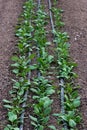 Young fresh organic spinach plants and drip irrigation system in a greenhouse Royalty Free Stock Photo