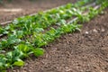 Young fresh organic spinach plants and drip irrigation system in a greenhouse Royalty Free Stock Photo