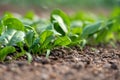 Young fresh organic spinach plants and drip irrigation system in a greenhouse Royalty Free Stock Photo