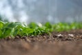 Young fresh organic spinach plants and drip irrigation system in a greenhouse Royalty Free Stock Photo