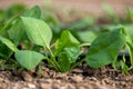 Young fresh organic spinach plants and drip irrigation system in a greenhouse Royalty Free Stock Photo