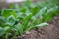 Young fresh organic spinach plants  in a greenhouse Royalty Free Stock Photo