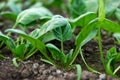 Young fresh organic spinach plants  in a greenhouse Royalty Free Stock Photo