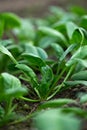 Young fresh organic spinach plants  in a greenhouse Royalty Free Stock Photo