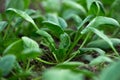 Young fresh organic spinach plants  in a greenhouse Royalty Free Stock Photo