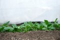 Young fresh organic spinach plants  in a greenhouse Royalty Free Stock Photo