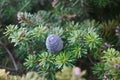 Young and fresh pine cone on a tree branch Royalty Free Stock Photo