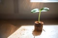 Young fresh seedling growing in pot.