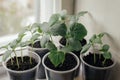 Young fresh seedling stands in plastic pots on the window. cucumber plantation. cultivation of cucumbers in greenhouse. Cucumber