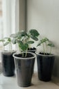 Young fresh seedling stands in plastic pots on the window. cucumber plantation. cultivation of cucumbers in greenhouse. Cucumber s