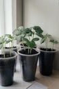 Young fresh seedling stands in plastic pots on the window. cucumber plantation. cultivation of cucumbers in greenhouse. Cucumber