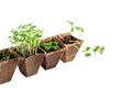 Young fresh seedlings of lettuce, coriander, peas and celery stand in peat pots isolated on a white background, greens for food th Royalty Free Stock Photo