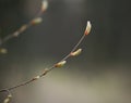 Young fresh shoots of buds growing on tree branch in forest closeup