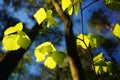 Young and fresh springtime leaves Royalty Free Stock Photo