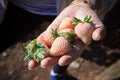 Young fresh strawberry in woman hand Royalty Free Stock Photo