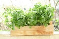 A young fresh tomato seedling in a wooden box Royalty Free Stock Photo