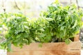 A young fresh tomato seedling in a wooden box Royalty Free Stock Photo