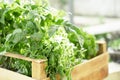 A young fresh tomato seedling in a wooden box Royalty Free Stock Photo