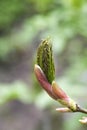 Young and fresh tree leaves blooming in spring time, Poland. Royalty Free Stock Photo