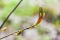 Young and fresh tree leaves blooming in spring time, Poland. Royalty Free Stock Photo