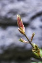 Young and fresh tree leaves blooming in spring time, Poland. Royalty Free Stock Photo