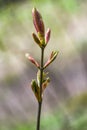 Young and fresh tree leaves blooming in spring time, Poland. Royalty Free Stock Photo