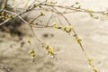 Young and fresh tree leaves blooming in spring time, Poland. Royalty Free Stock Photo