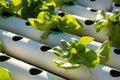 Organic hydroponic vegetable cultivation farm