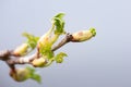 Young leaves of black currant on blurred background. Close-up. Royalty Free Stock Photo