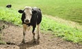 Young Fresian Cow Standing in a Field Royalty Free Stock Photo