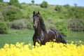 Young friesian horse running behind colza field Royalty Free Stock Photo