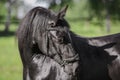 Young friesian mare horse in bridle in summer in daytime Royalty Free Stock Photo