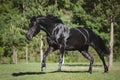 Young friesian mare horse galloping in green meadow in summer Royalty Free Stock Photo