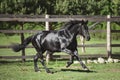 Young friesian mare horse galloping in green meadow in summer Royalty Free Stock Photo