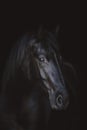 Young friesian mare horse isolated on dark black background Royalty Free Stock Photo