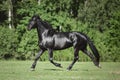 Young friesian mare horse trotting in green meadow Royalty Free Stock Photo