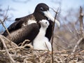 A female Galapagos frigate bird with her fledgling Royalty Free Stock Photo