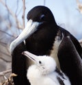 A female Galapagos frigate bird with her fledgling Royalty Free Stock Photo