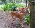 A young frightened roe deer looks out from behind the fence. A beautiful doe.