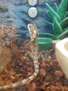 Frilled lizard in cage