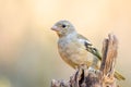 young Fringilla coelebs or Pinzon vulgar