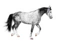 Young frisky stallion gray white color, horse standing on