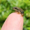 Young Frog on Finger tip