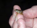 Young Frog on Finger tip Royalty Free Stock Photo