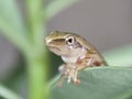 Young frog on the leave