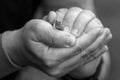 Young frog sitting in the hands of a man Royalty Free Stock Photo