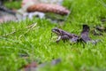 Young frog sitting in moss